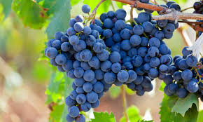 uva syrah